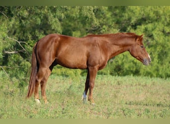 Caballo cuarto de milla, Caballo castrado, 6 años, 130 cm, Alazán-tostado