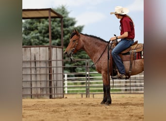 Caballo cuarto de milla, Caballo castrado, 6 años, 137 cm, Castaño-ruano
