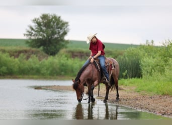 Caballo cuarto de milla, Caballo castrado, 6 años, 137 cm, Castaño-ruano