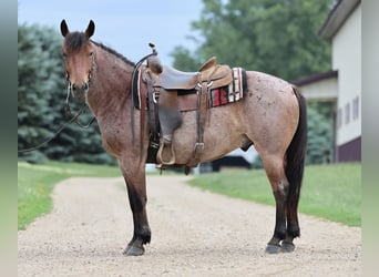 Caballo cuarto de milla, Caballo castrado, 6 años, 137 cm, Castaño-ruano