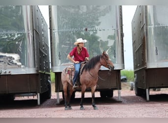 Caballo cuarto de milla, Caballo castrado, 6 años, 137 cm, Castaño-ruano