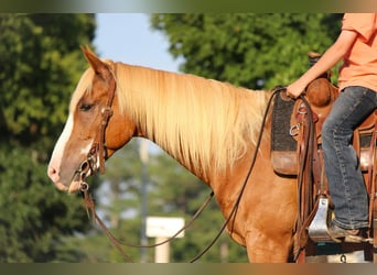 Caballo cuarto de milla, Caballo castrado, 6 años, 142 cm, Alazán rojizo