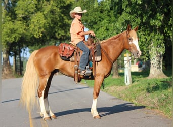 Caballo cuarto de milla, Caballo castrado, 6 años, 142 cm, Alazán rojizo