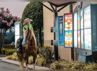 Caballo cuarto de milla, Caballo castrado, 6 años, 142 cm, Alazán rojizo