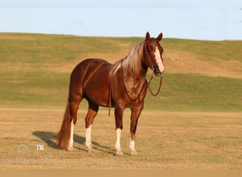 Caballo cuarto de milla, Caballo castrado, 6 años, 142 cm, Alazán rojizo