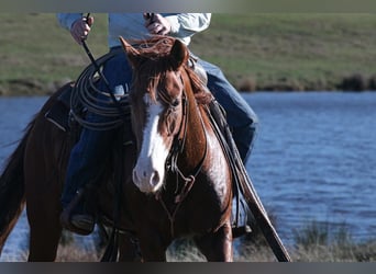 Caballo cuarto de milla, Caballo castrado, 6 años, 142 cm, Castaño