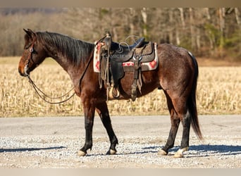 Caballo cuarto de milla, Caballo castrado, 6 años, 142 cm
