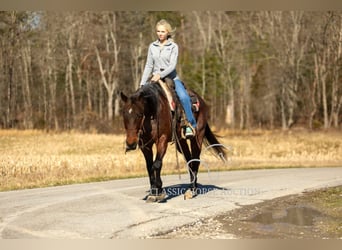 Caballo cuarto de milla, Caballo castrado, 6 años, 142 cm