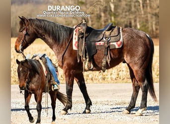 Caballo cuarto de milla, Caballo castrado, 6 años, 142 cm