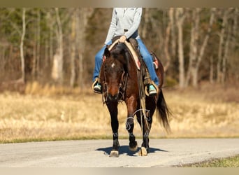 Caballo cuarto de milla, Caballo castrado, 6 años, 142 cm