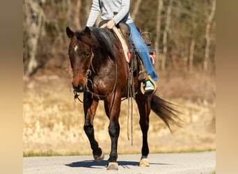 Caballo cuarto de milla, Caballo castrado, 6 años, 142 cm