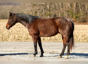 Caballo cuarto de milla, Caballo castrado, 6 años, 142 cm