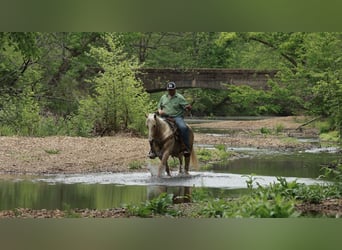 Caballo cuarto de milla, Caballo castrado, 6 años, 142 cm, Palomino