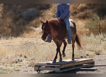 Caballo cuarto de milla, Caballo castrado, 6 años, 142 cm, Ruano alazán