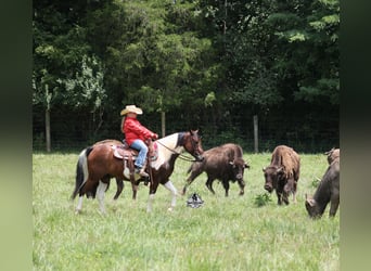 Caballo cuarto de milla, Caballo castrado, 6 años, 142 cm, Tobiano-todas las-capas