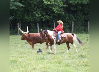Caballo cuarto de milla, Caballo castrado, 6 años, 142 cm, Tobiano-todas las-capas