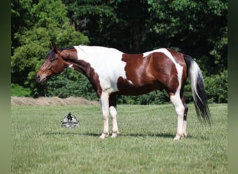 Caballo cuarto de milla, Caballo castrado, 6 años, 142 cm, Tobiano-todas las-capas