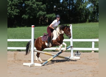 Caballo cuarto de milla, Caballo castrado, 6 años, 142 cm, Tobiano-todas las-capas