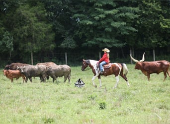 Caballo cuarto de milla, Caballo castrado, 6 años, 142 cm, Tobiano-todas las-capas