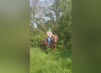 Caballo cuarto de milla, Caballo castrado, 6 años, 145 cm, Alazán