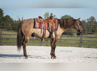 Caballo cuarto de milla, Caballo castrado, 6 años, 145 cm, Grullo