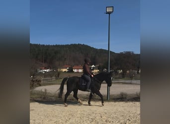 Caballo cuarto de milla, Caballo castrado, 6 años, 145 cm, Negro