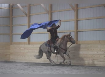 Caballo cuarto de milla Mestizo, Caballo castrado, 6 años, 145 cm, Ruano alazán