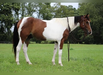 Caballo cuarto de milla, Caballo castrado, 6 años, 145 cm, Tobiano-todas las-capas