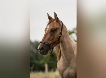 Caballo cuarto de milla, Caballo castrado, 6 años, 146 cm, Ruano alazán
