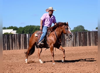 Caballo cuarto de milla, Caballo castrado, 6 años, 147 cm, Alazán rojizo