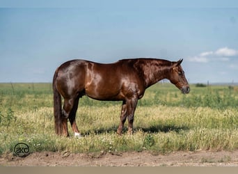 Caballo cuarto de milla, Caballo castrado, 6 años, 147 cm, Alazán-tostado