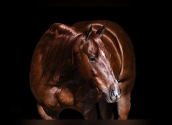 Caballo cuarto de milla, Caballo castrado, 6 años, 147 cm, Alazán-tostado
