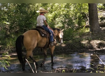 Caballo cuarto de milla, Caballo castrado, 6 años, 147 cm, Buckskin/Bayo