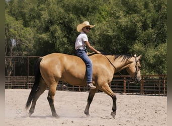 Caballo cuarto de milla, Caballo castrado, 6 años, 147 cm, Buckskin/Bayo