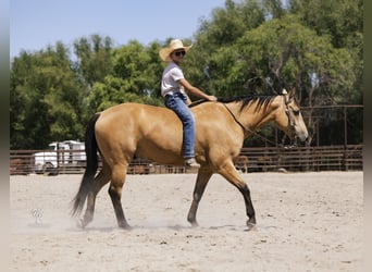 Caballo cuarto de milla, Caballo castrado, 6 años, 147 cm, Buckskin/Bayo