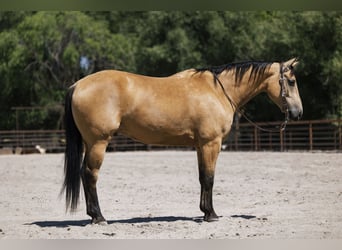 Caballo cuarto de milla, Caballo castrado, 6 años, 147 cm, Buckskin/Bayo