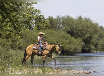 Caballo cuarto de milla, Caballo castrado, 6 años, 147 cm, Buckskin/Bayo