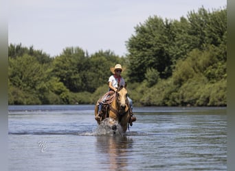 Caballo cuarto de milla, Caballo castrado, 6 años, 147 cm, Buckskin/Bayo