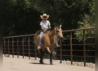 Caballo cuarto de milla, Caballo castrado, 6 años, 147 cm, Buckskin/Bayo