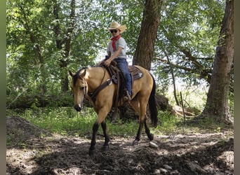 Caballo cuarto de milla, Caballo castrado, 6 años, 147 cm, Buckskin/Bayo
