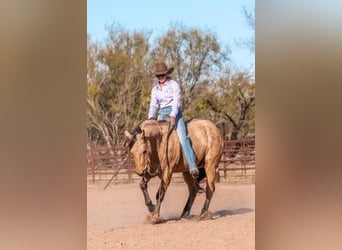 Caballo cuarto de milla, Caballo castrado, 6 años, 147 cm, Buckskin/Bayo
