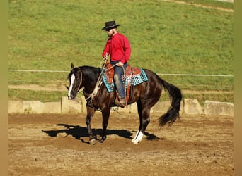 Caballo cuarto de milla, Caballo castrado, 6 años, 147 cm, Negro