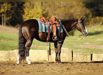 Caballo cuarto de milla, Caballo castrado, 6 años, 147 cm, Negro