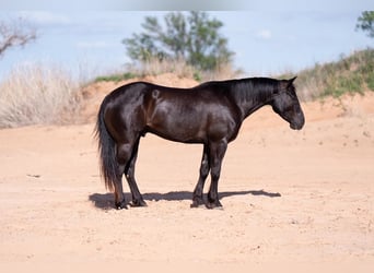 Caballo cuarto de milla, Caballo castrado, 6 años, 147 cm, Negro