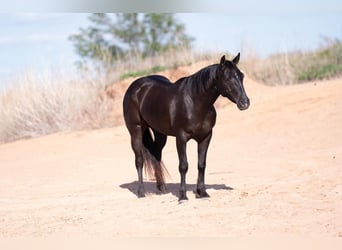 Caballo cuarto de milla, Caballo castrado, 6 años, 147 cm, Negro