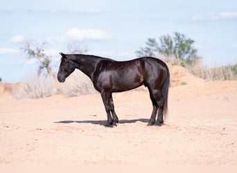 Caballo cuarto de milla, Caballo castrado, 6 años, 147 cm, Negro