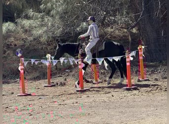 Caballo cuarto de milla, Caballo castrado, 6 años, 147 cm, Palomino