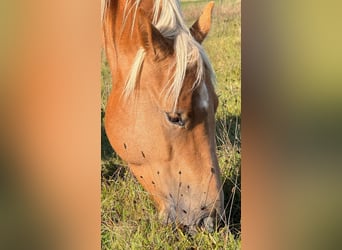 Caballo cuarto de milla, Caballo castrado, 6 años, 147 cm, Palomino