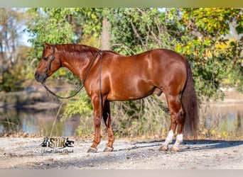 Caballo cuarto de milla, Caballo castrado, 6 años, 147 cm