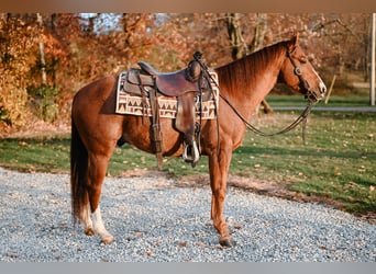 Caballo cuarto de milla, Caballo castrado, 6 años, 147 cm, Ruano alazán